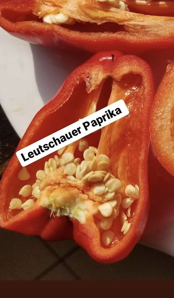 Leutschauer Paprika Pepper Seeds 10 Organic Seeds *Free Shipping*