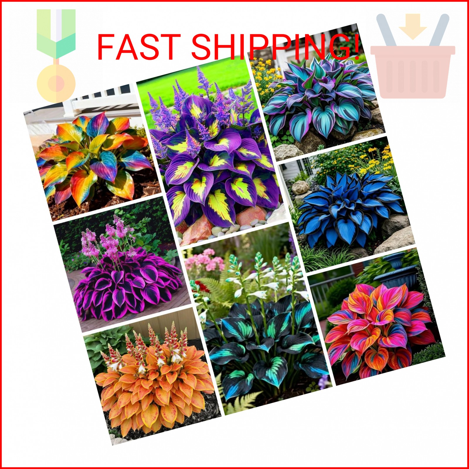 280+ Hosta Seeds for Planting Perennial Heart-Shaped Hosta Bare Roots – Rich Fol