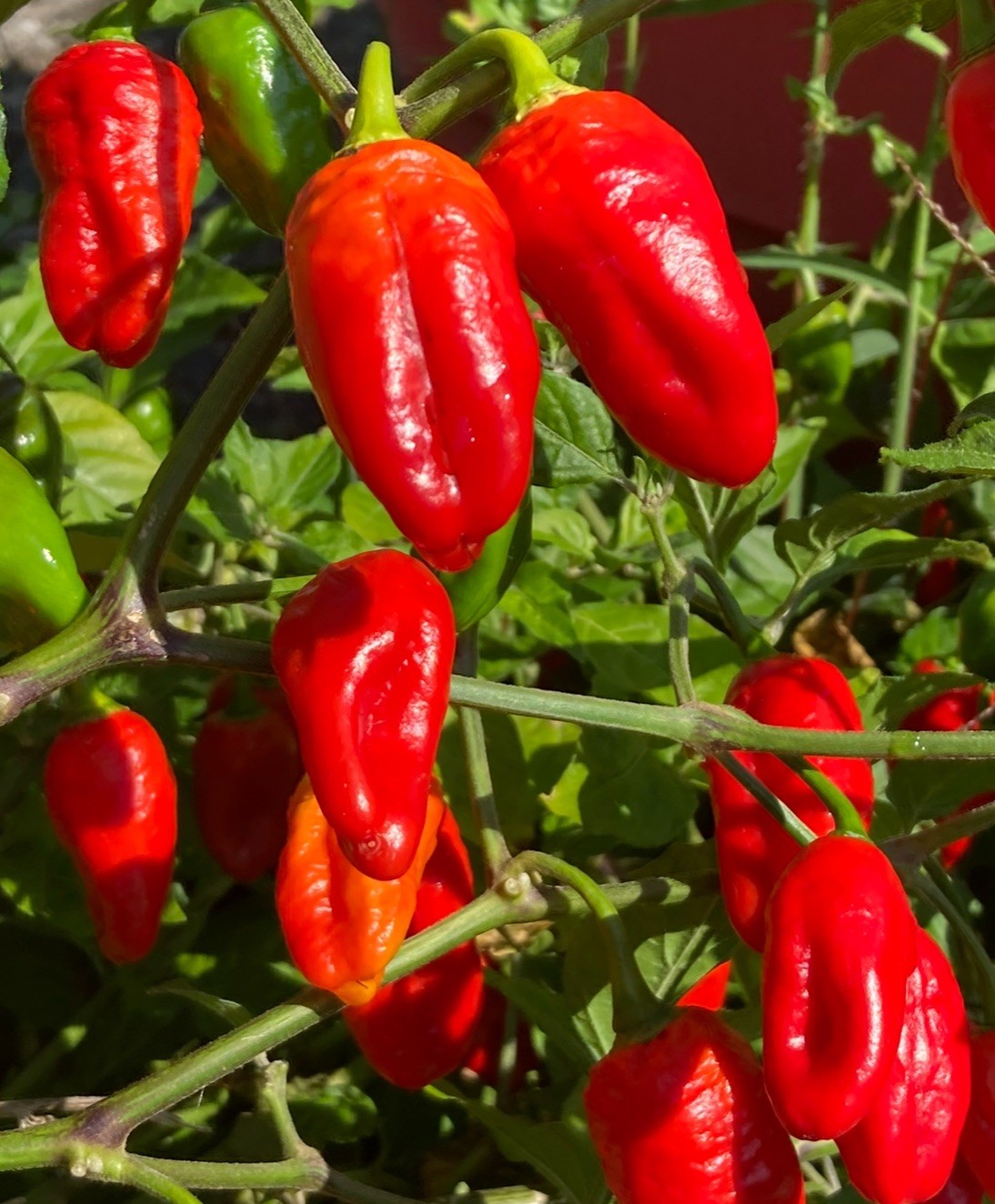 LUCIFER’S DREAM RED HABANERO CHILI LOT OF 3 Super Hot Pepper LIVE PLANTS