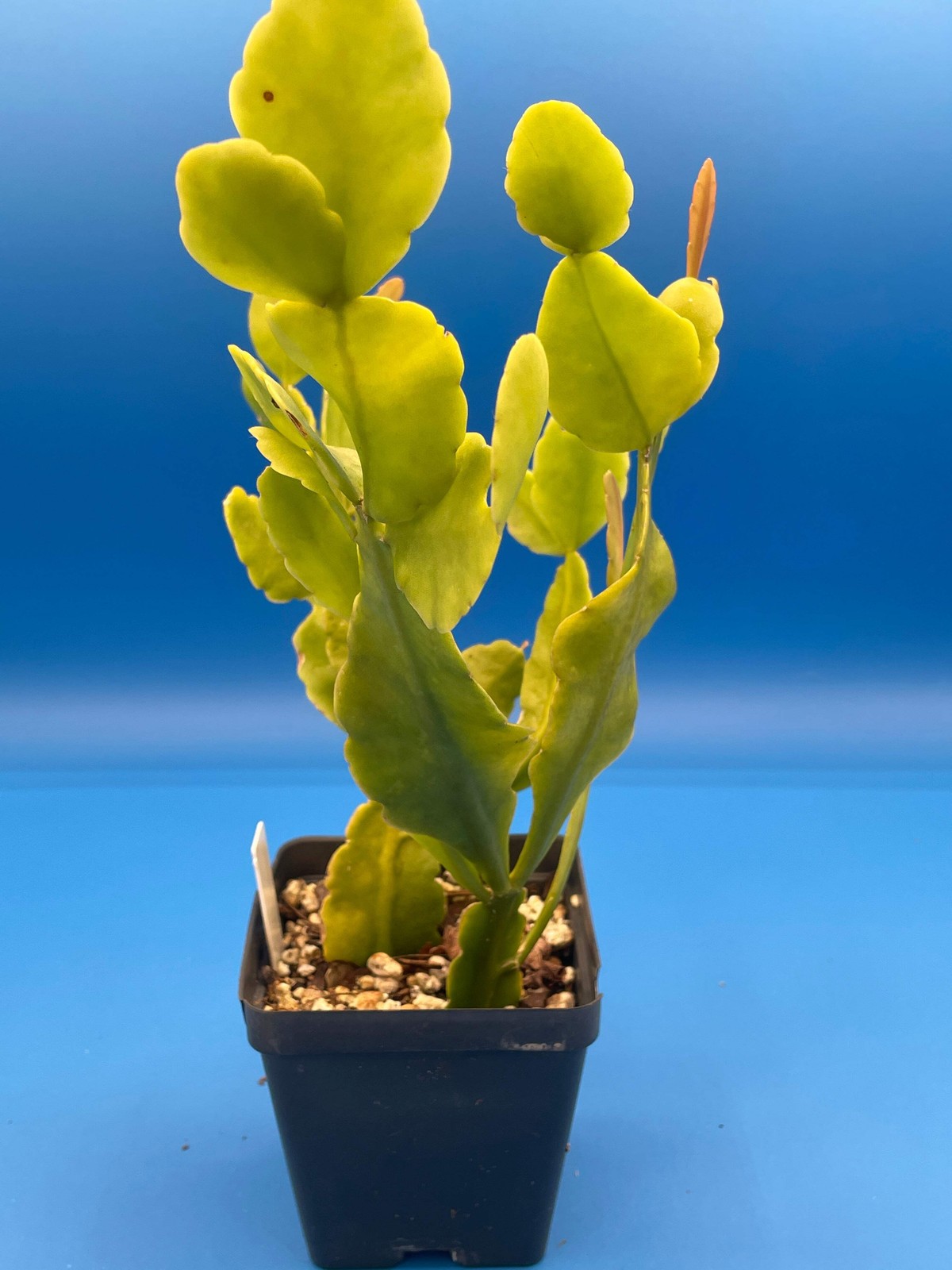 Rhipsalis Pachyptera Cactus – Ready For Hanging Basket- 3.5″ Pot- Big/Oversized!