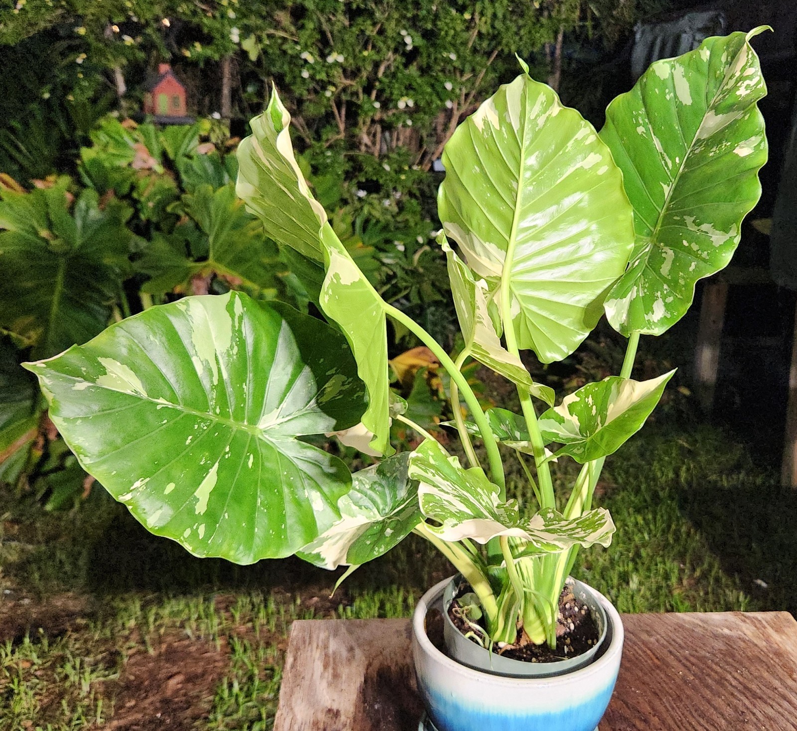 Alocasia gageana variegated plant in 6″ Pot 17″ – 22″ Tall 18″ – 19″ Wide