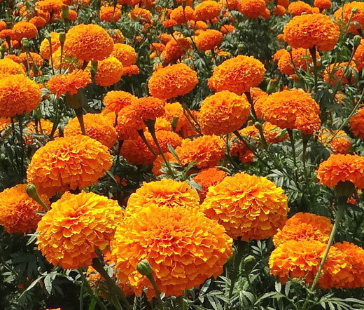 MARIGOLD CRACKERJACK MIXED COLORS Tagetes Erecta – 200 Seeds