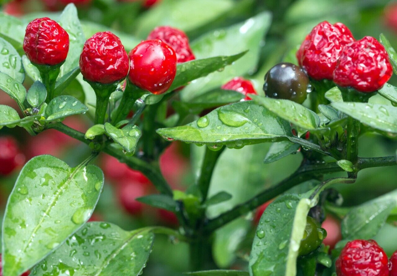 25 Hot Fresh Chiltepin | NON-GMO | Premium Pepper Seeds-B 19