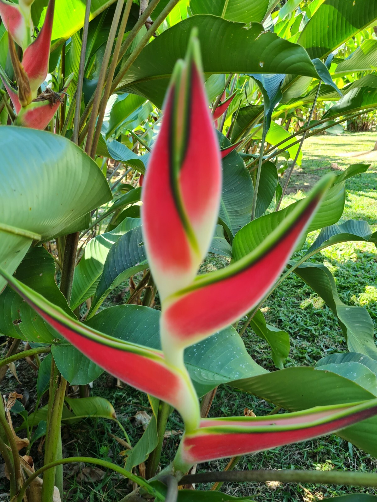 HELICONIA ORTHOTRICHA IMPERIAL LIVE RHIZOME PLANT EXOTIC TROPICAL