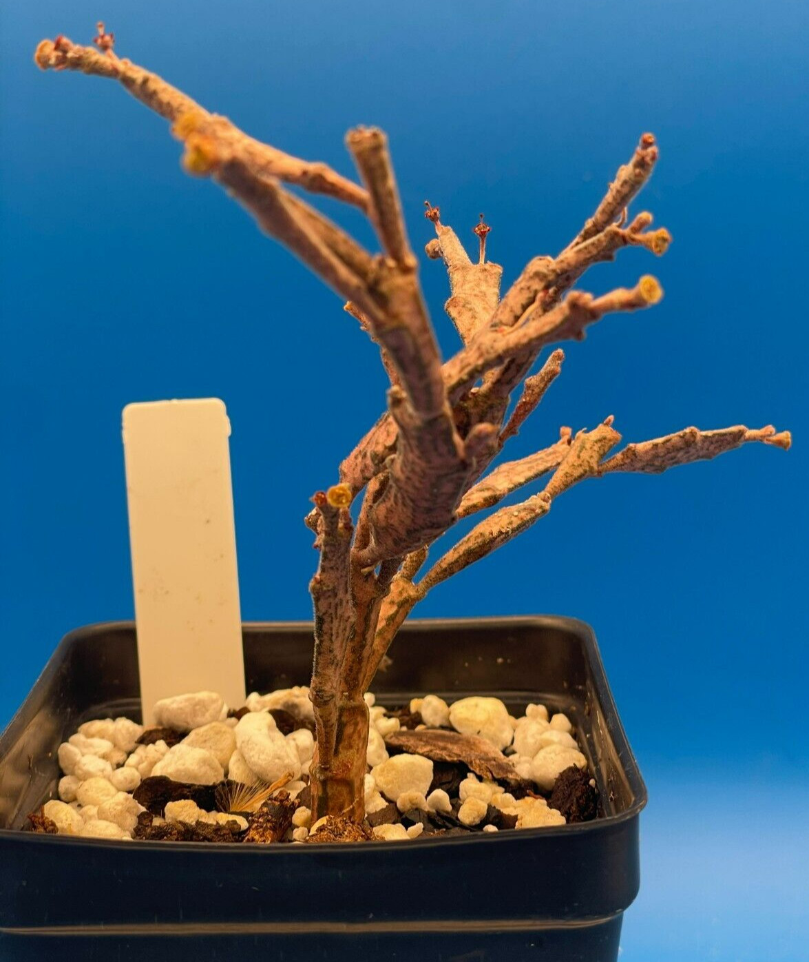 Euphorbia Platyclada Live Plant 3.5″ Pot – Zombie Plant – Haunted Tree Euphorbia