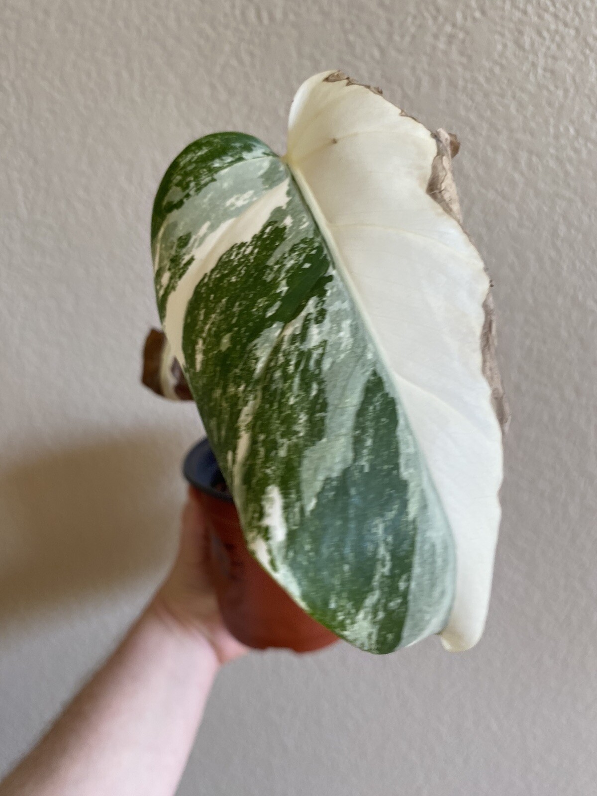 Variegated Monstera Albo Borsigiana – See Description – Available: A, B, D, E