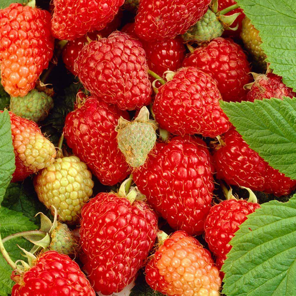1 Gal. Tulameen Raspberry (Rubus) Live Fruiting Plant (1-Pack)