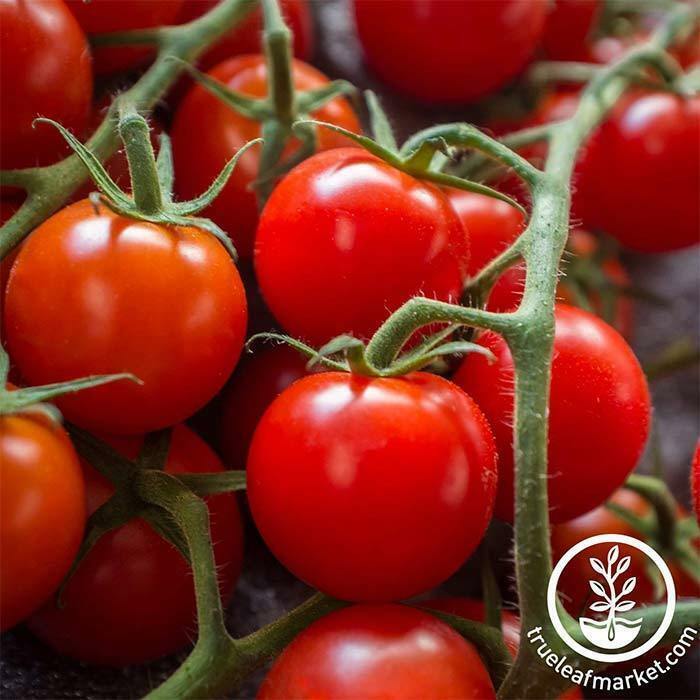 #3 Heirloom Vegetable Seed 6 Variety Garden Set Emergency Survival NON-GMO 150+