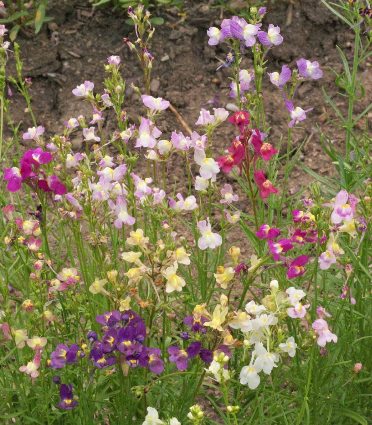 5000 Spurred Snapdragon Northern Lights Flower Seeds Linaria Maroccana