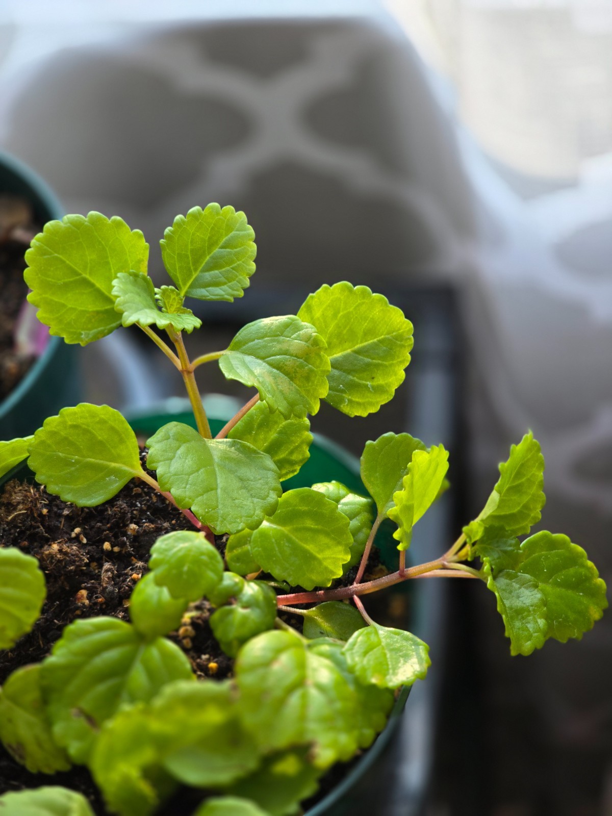 Swedish Ivy| Plectranthus Verticillatus| Live Plants Rooted in 4″ Nursery Pot
