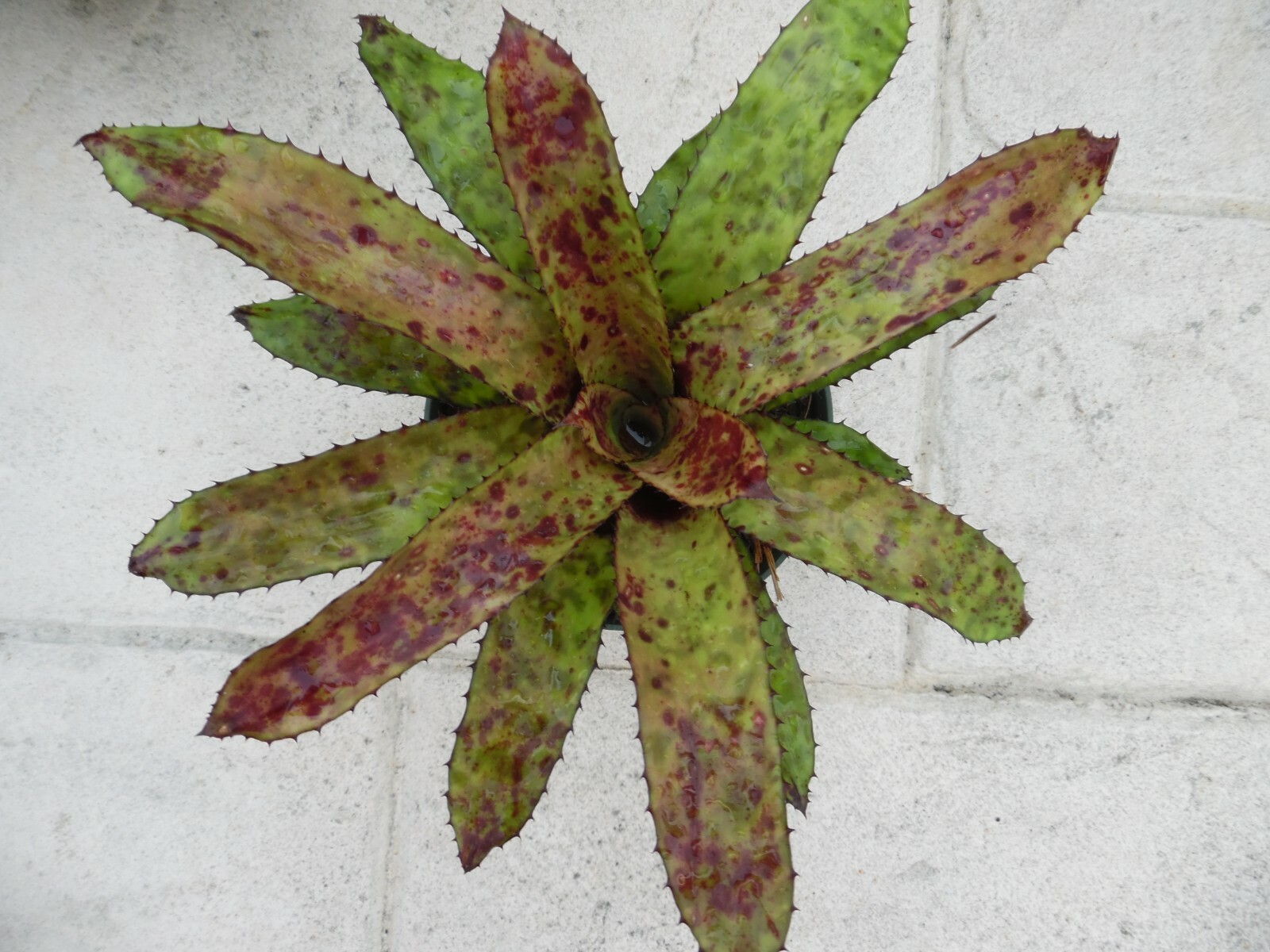 Aechmea ORLANDIANA DARK FORM Bromeliad one tropical plant *MEDIUM*