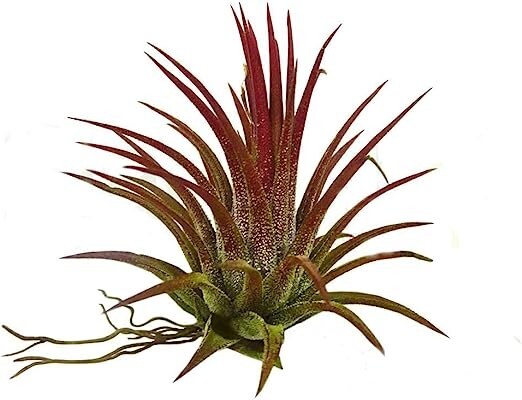 5 Pack Ionantha Fuego Red Air Plants – Low Maintenance – Exotic Variety