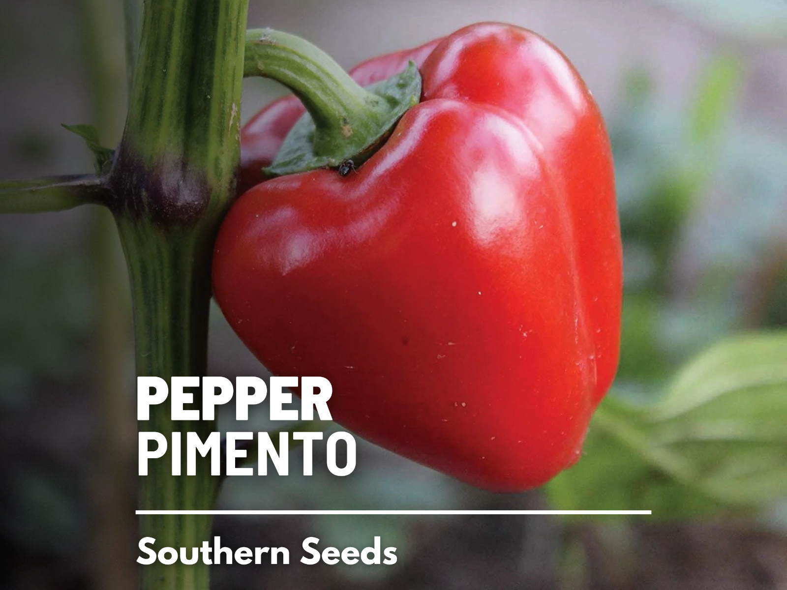 Pepper, Pimento Sweet seeds – Heirloom Vegetable (Capsicum annuum) – Vibrant and