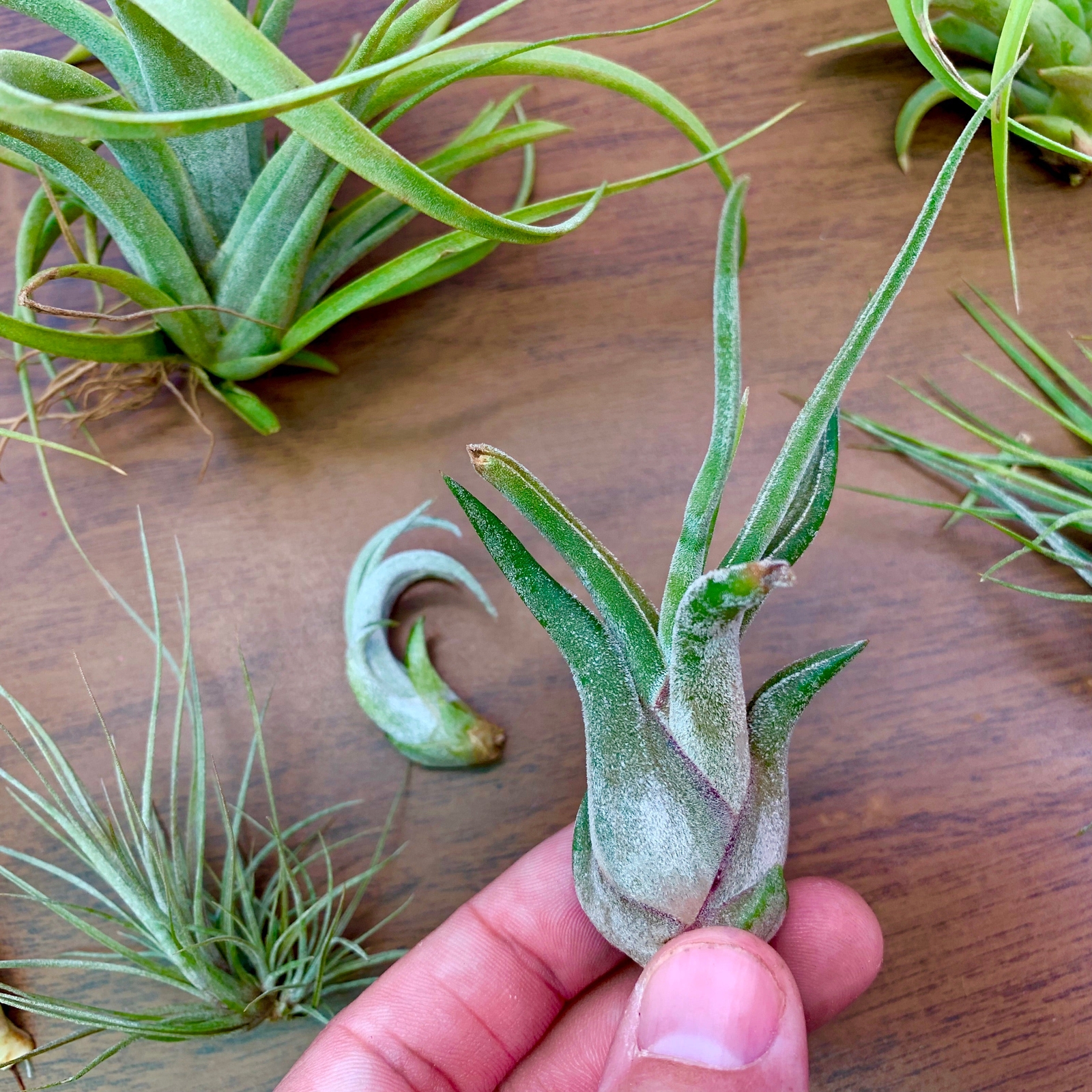 B Quality Air Plant Clearance Mix (Minor Aesthetic Issues) 10 + Plant Pack