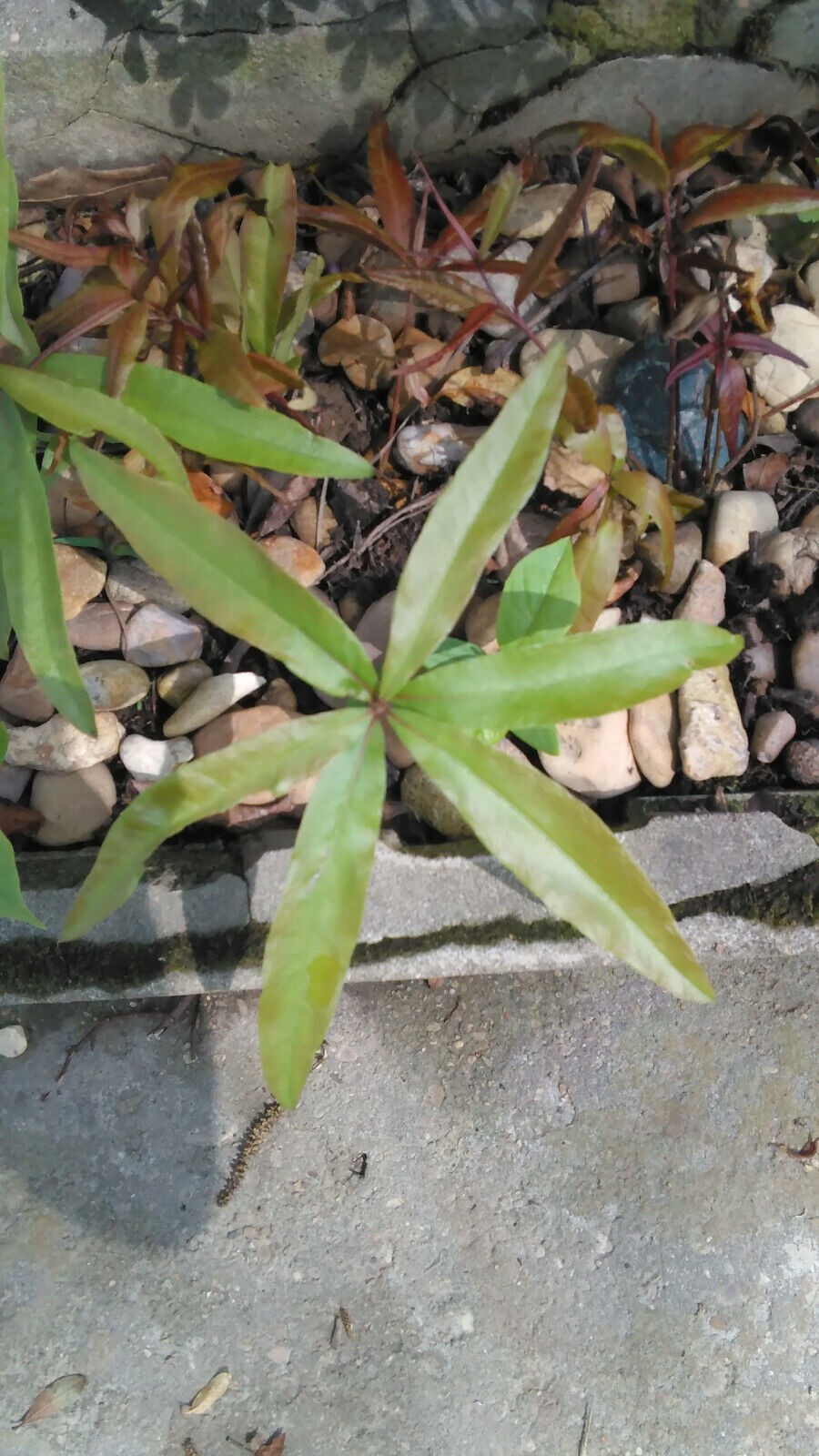 5 Willow Oak (Quercus Phellos) Tree Seedlings