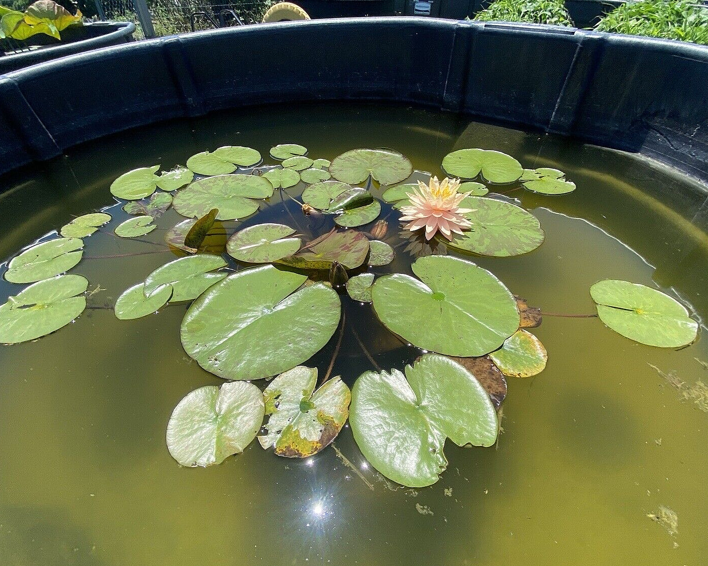 Nymphaea “Sun Spark” Water Lily (Winter-Hardy) | Sprouted Tuber/Rhizome