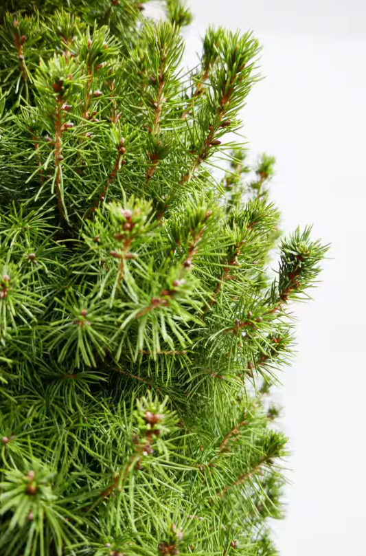 Bell Nursery Picea Conica (Dwarf Alberta Spruce) In 1 Gallon Gold Holiday Pot