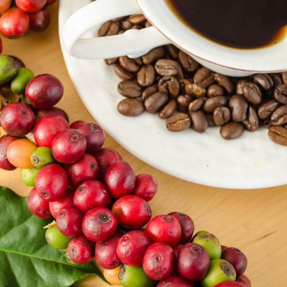 Arabica Coffee | Live Plant Indoor & Outdoor | Produce your own coffee