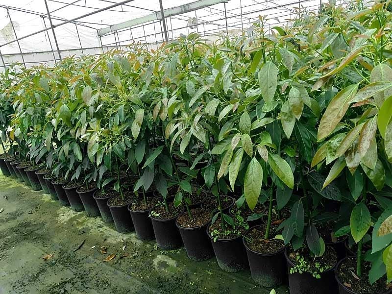 Live Avocado Plant Ready to Plant Healthy Fruit Tree Outdoor