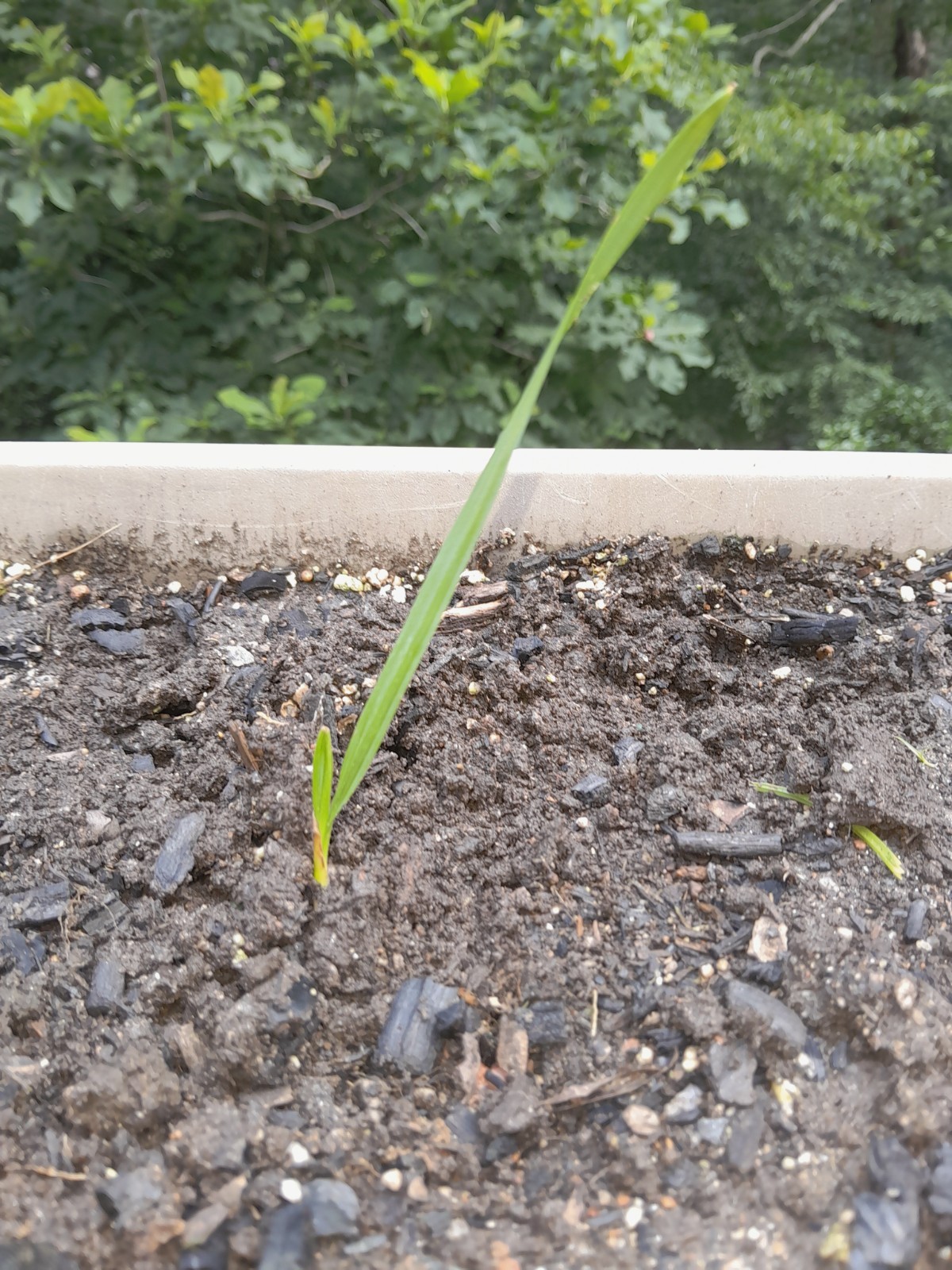 Sabal Palm Seedlings Pack of 5