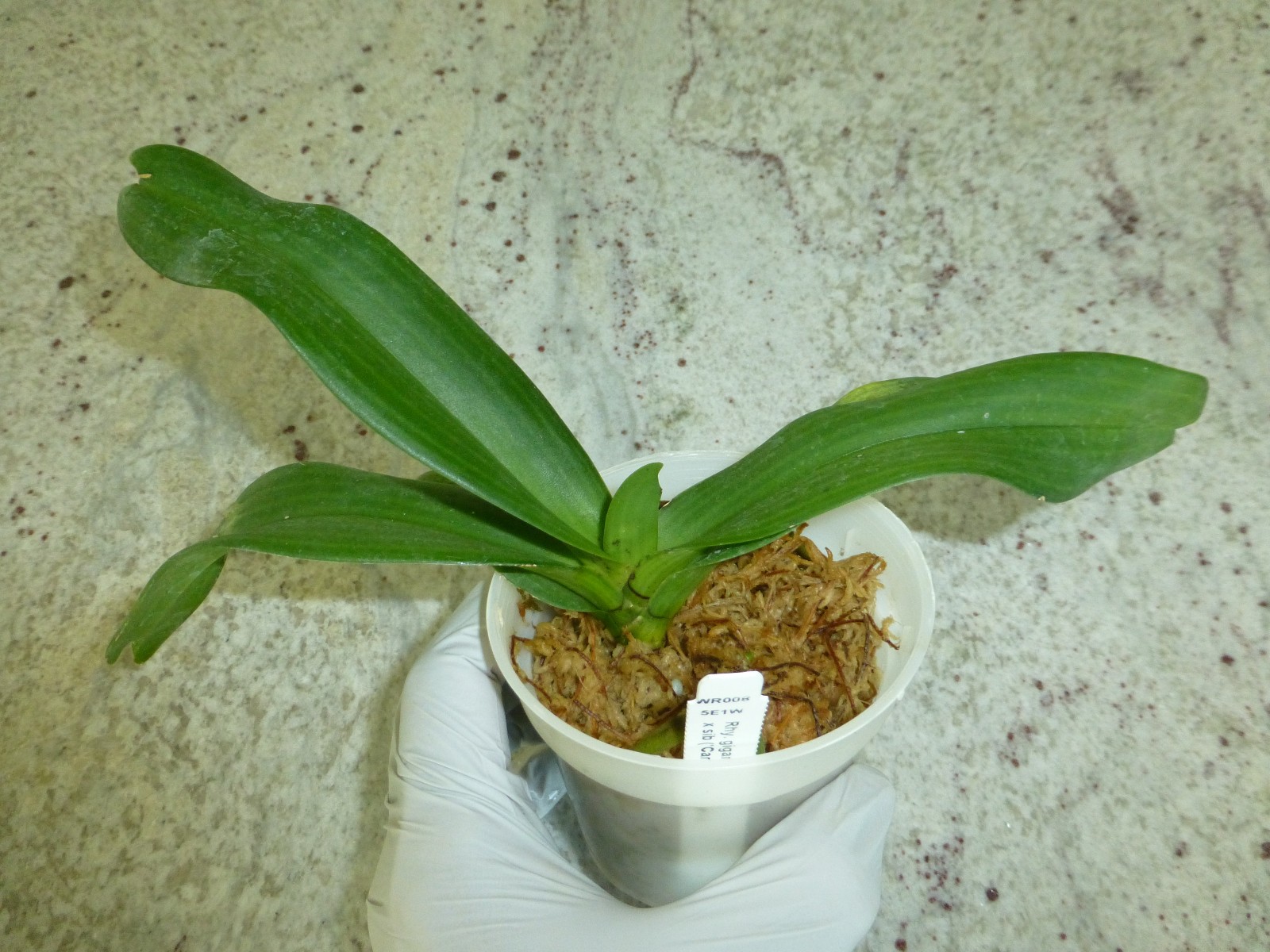 Fragrant Orchid Rhynchostylis gigantea (‘Cartoon’ x ‘Panda’) Grow In 3″ Pot