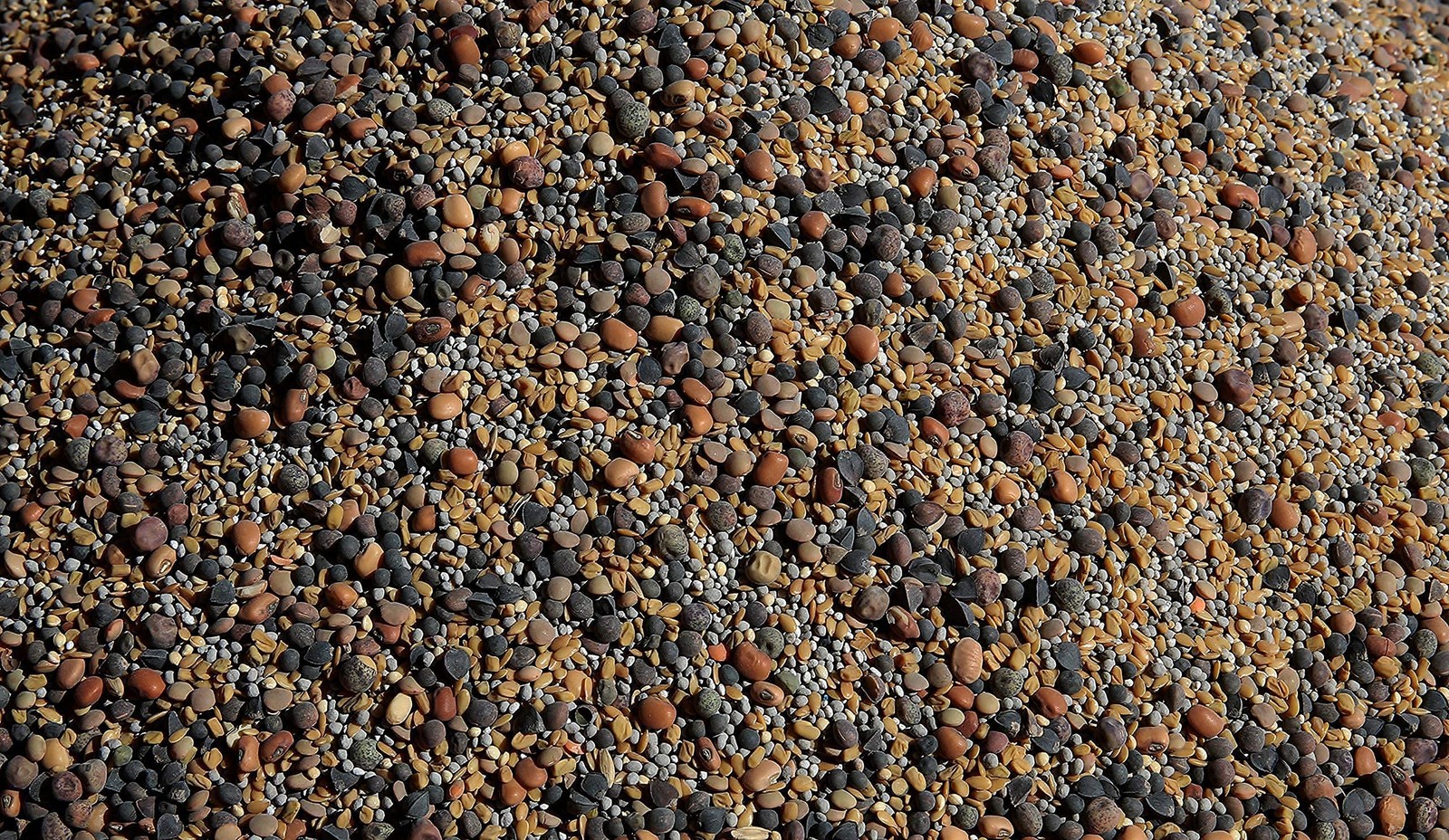 Notill Cover Crop 13seed Mix 1 Lb. Bag 50 Clovers Plus Fenugreek Vetch Flax