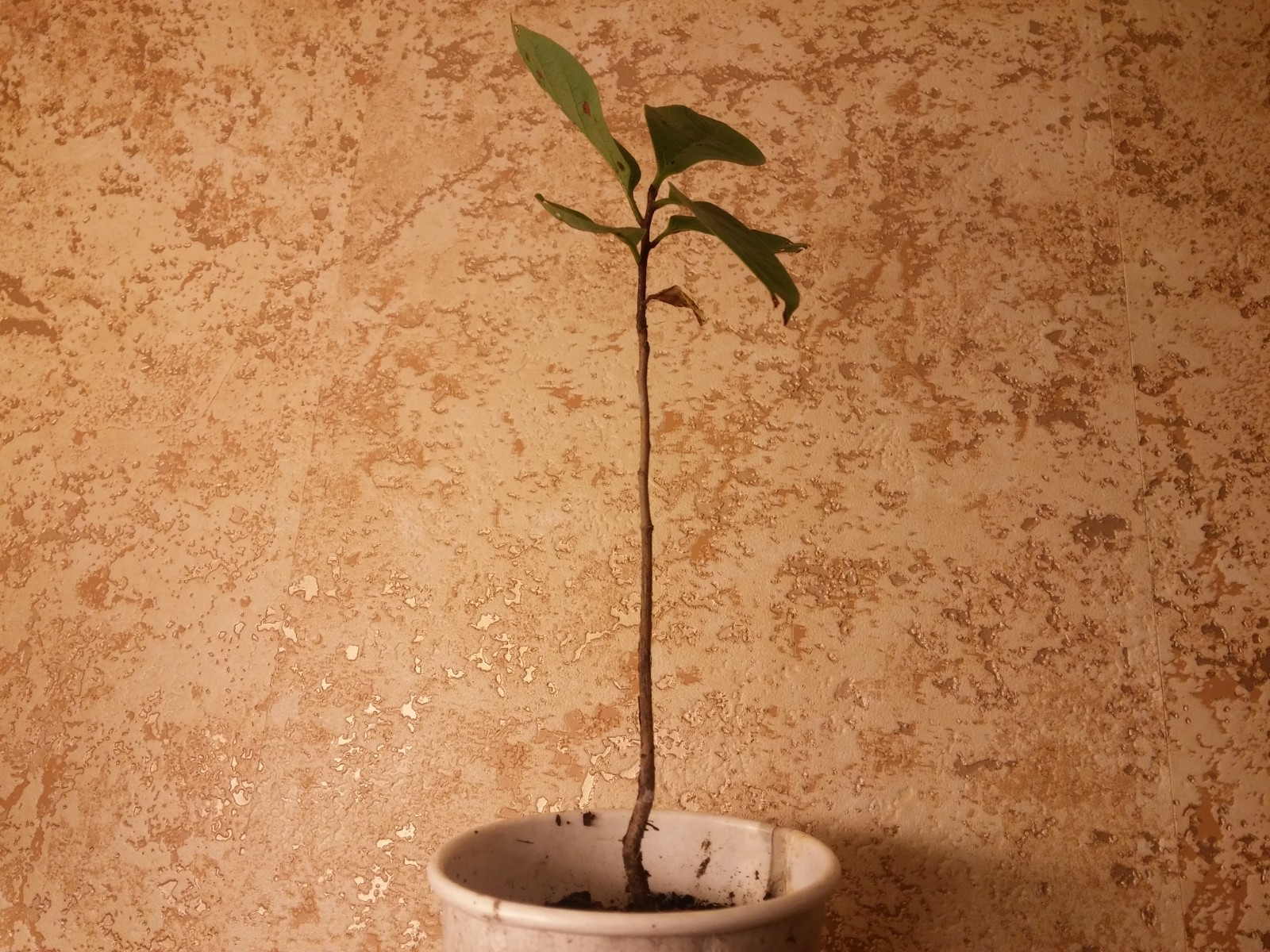 20 stratified seeds of American Persimmon