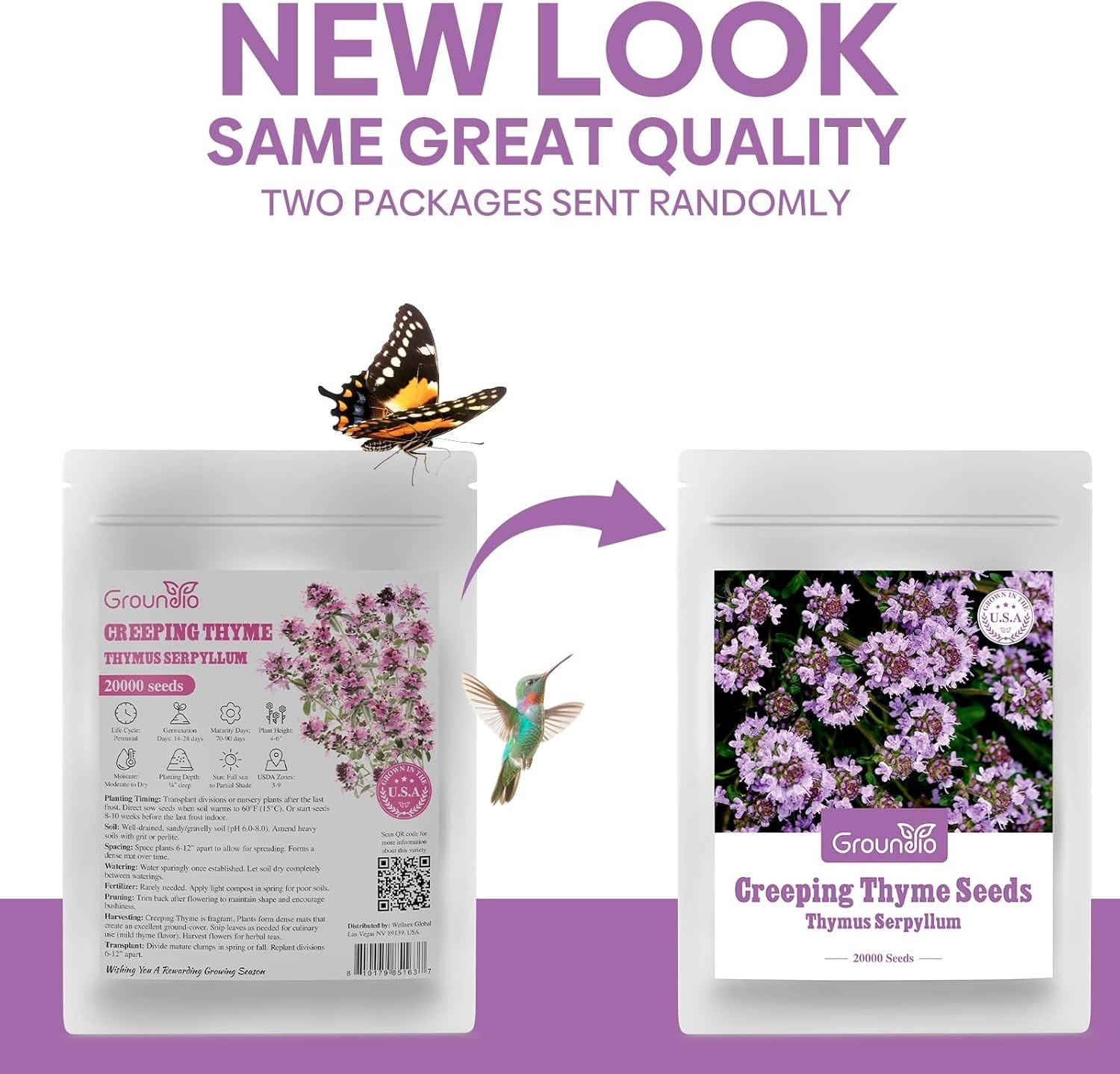 20000+ Creeping Thyme Seeds – Stunning Purple Perennial for Indoor/Outdoor Use