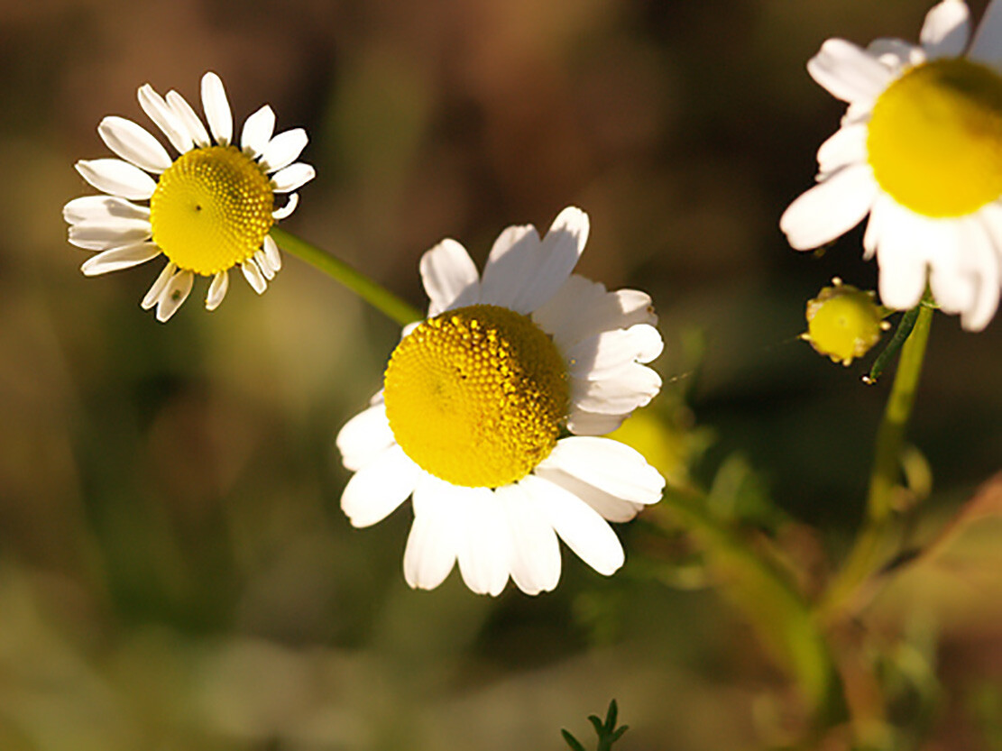 German Chamomile – Matricaria chamomile