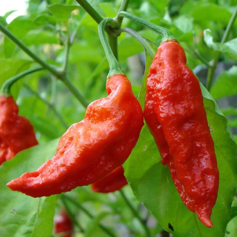 Ghost Pepper {bhut jolokia} seeds | MILLION + SCOVILLE! Free US Shipping!