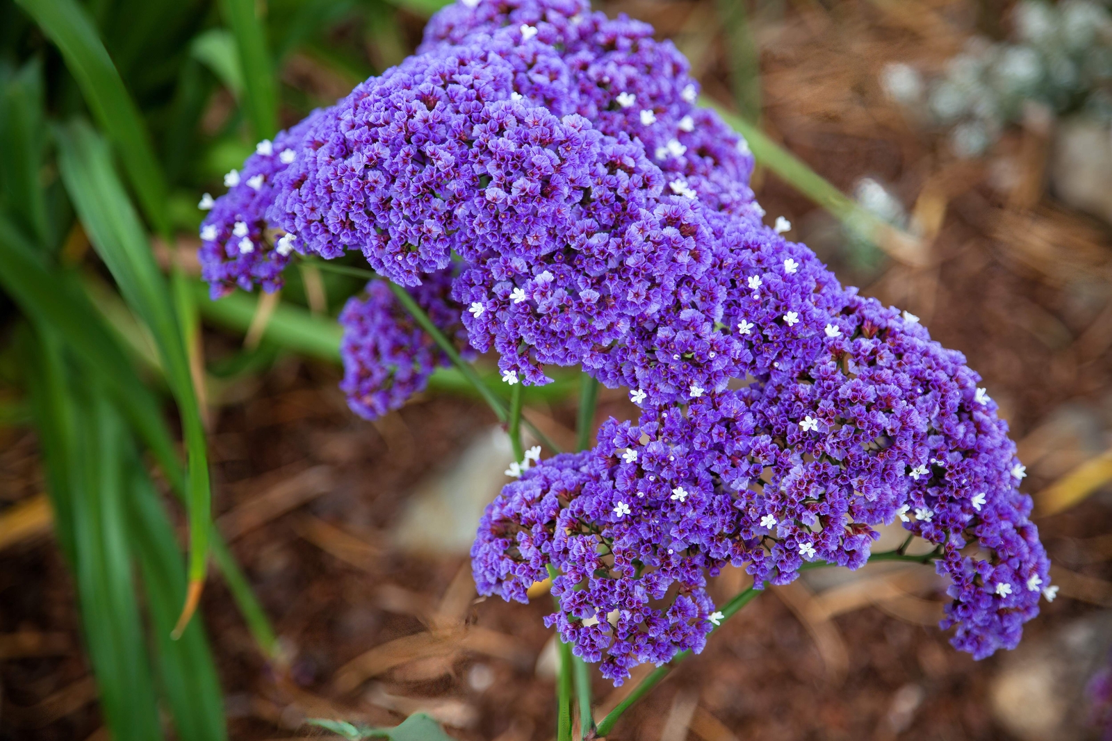 50 PURPLE STATICE / SEA LAVENDER Limonium Sinuatum Flower Seeds *Comb S/H