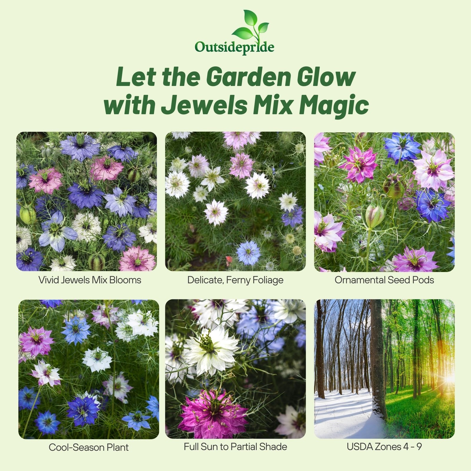 Nigella Seeds Mix – 1000 Pcs Annual Flower Seeds for Vibrant Blooms and