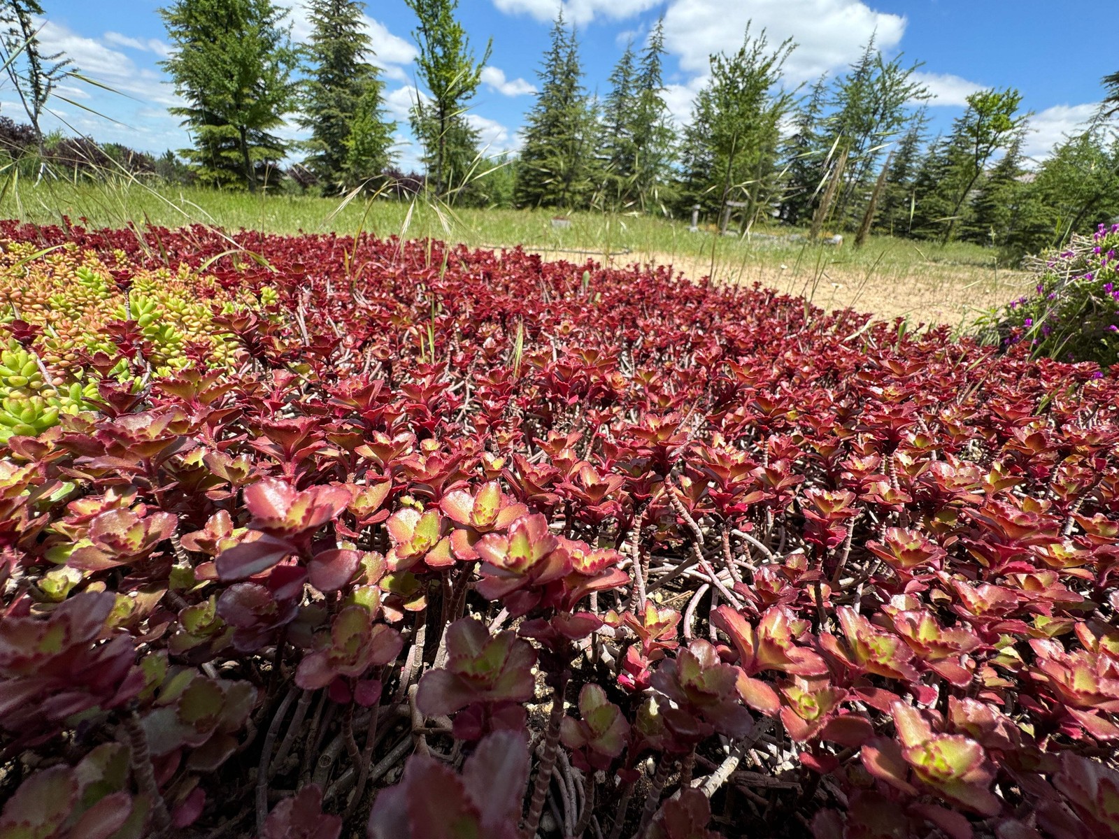 50 Red DRAGONS BLOOD SEDUM Stonecrop Sedum Spurium Flower Seeds