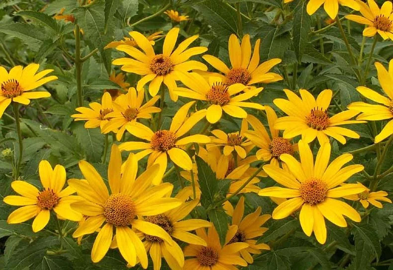 Ox-Eye Sunflower Seeds | Wild Prairie Sun Flower Perennial Wildflower Seed 2024