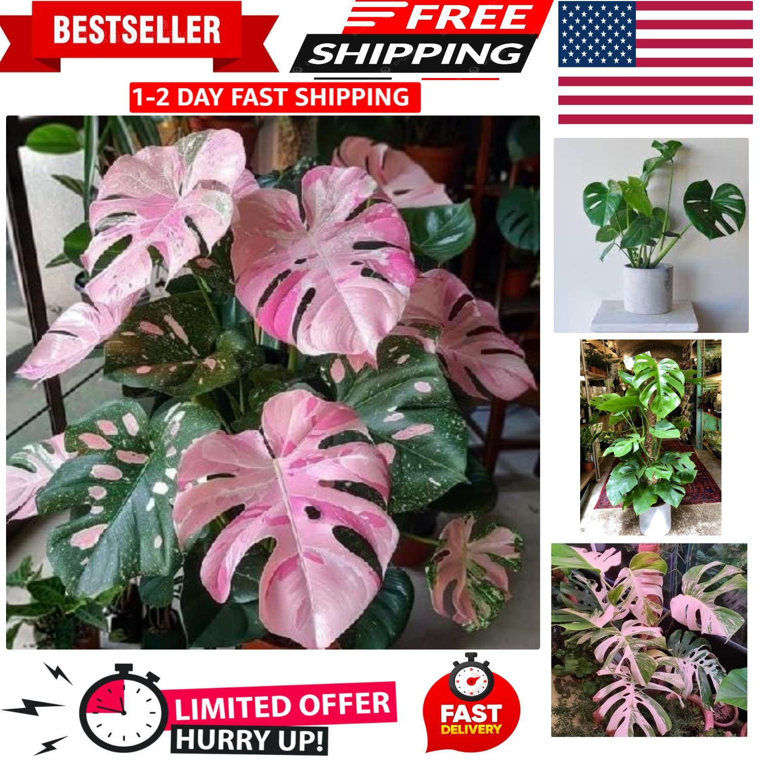 90PCS Fresh Monstera Plant Seeds, Rare Tropical Houseplant Seeds for Indoor & Ou