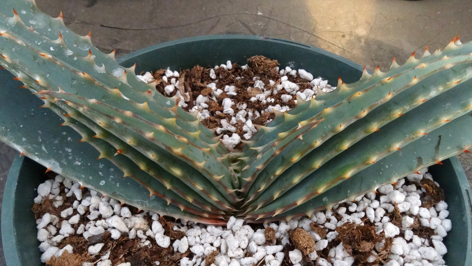 Aloe suprafoliata *Mustache Aloe*