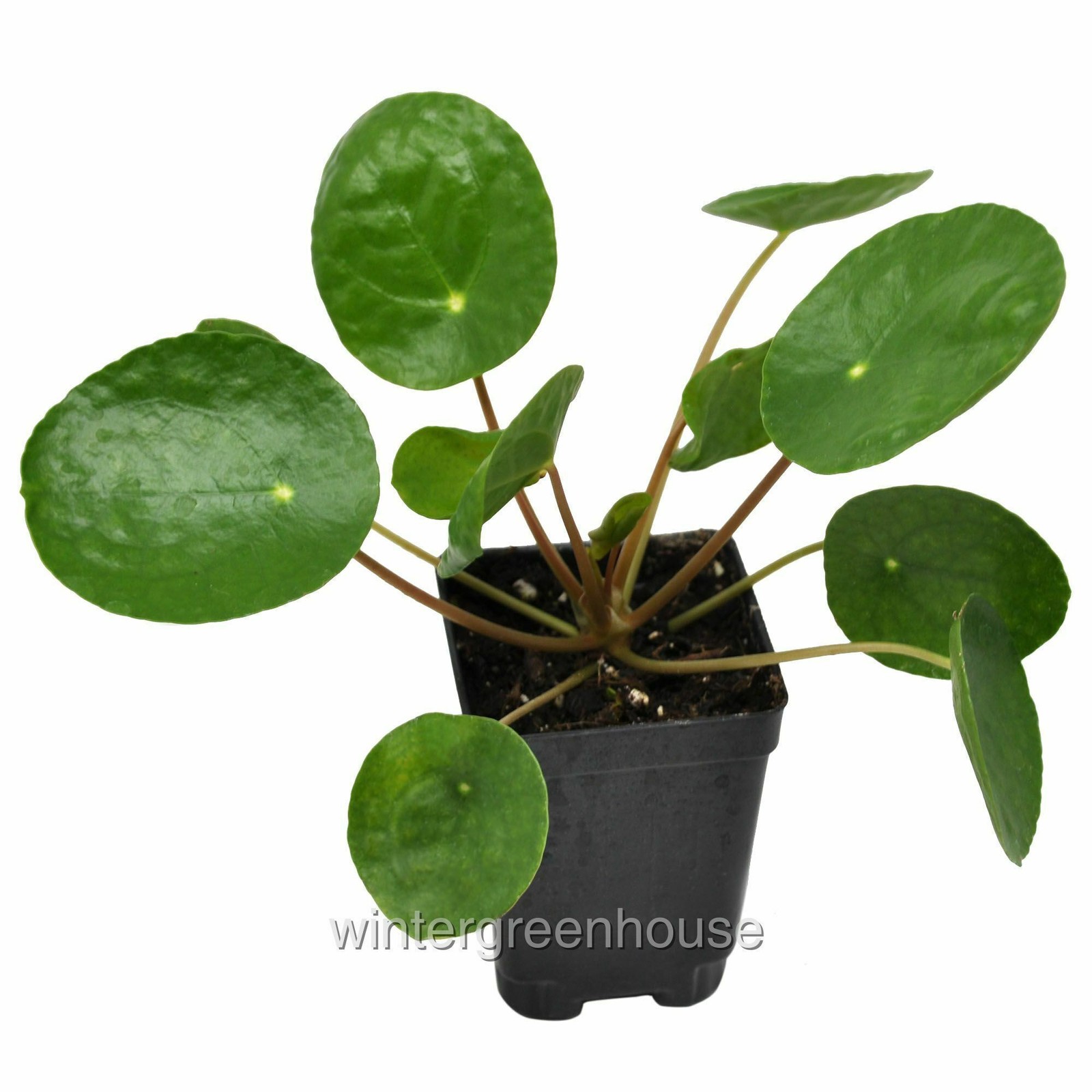 Pilea peperomioides, Chinese Money Plant, Container Size: 3″ (2.6×3.5″)