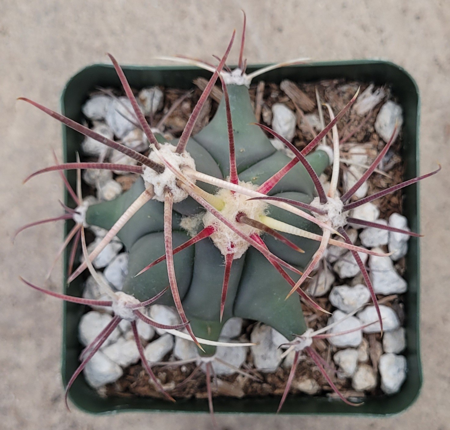Ferocactus Emoryi ‘Emory Barrel’ 2.5″ Tall – Bare Root