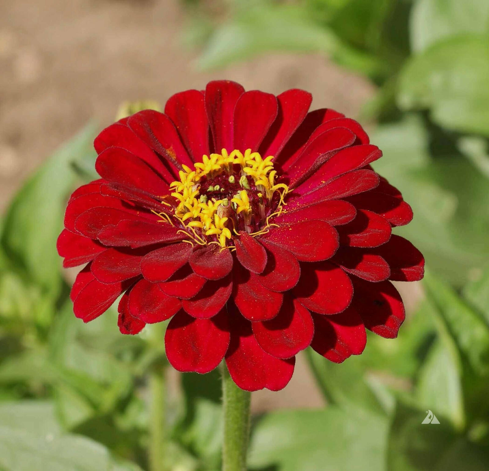 Zinnia METEOR Burgundy / Red Flowers Pollinators Butterflies Non-GMO 200 Seeds!