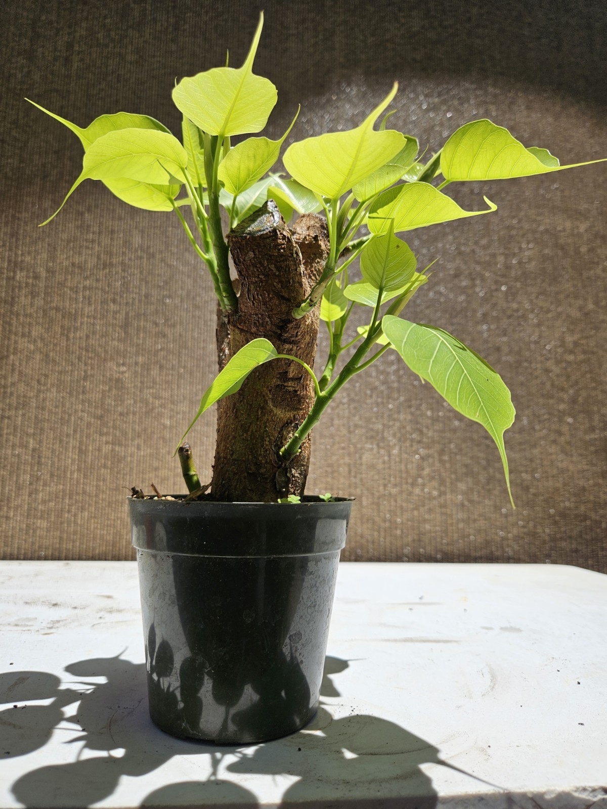 Ficus religiosa ( Sacred fig – Cây Bồ Đề) Bonsai Tree,,,, sale