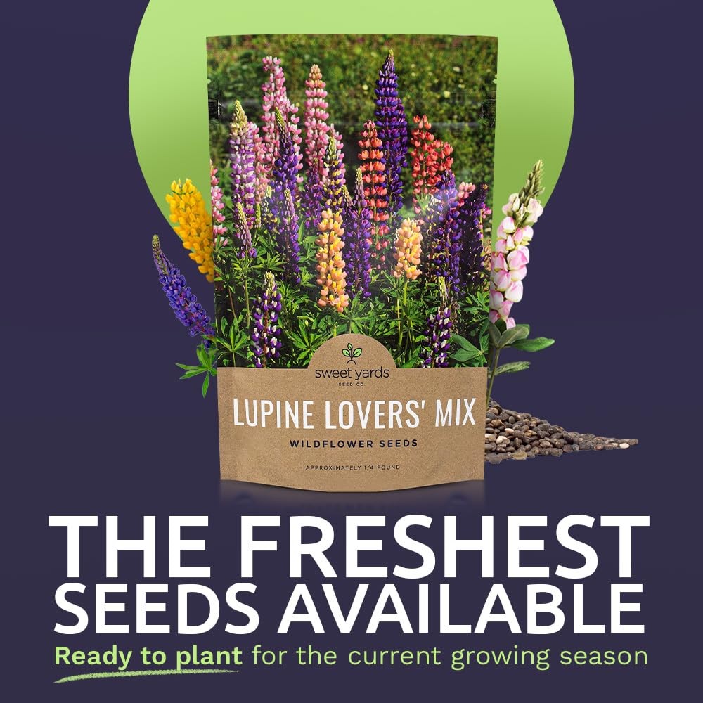 Bulk Lupine Mix Wildflower Seeds 1/4 Pound Bag – Over 4,500 Untreated Annual …