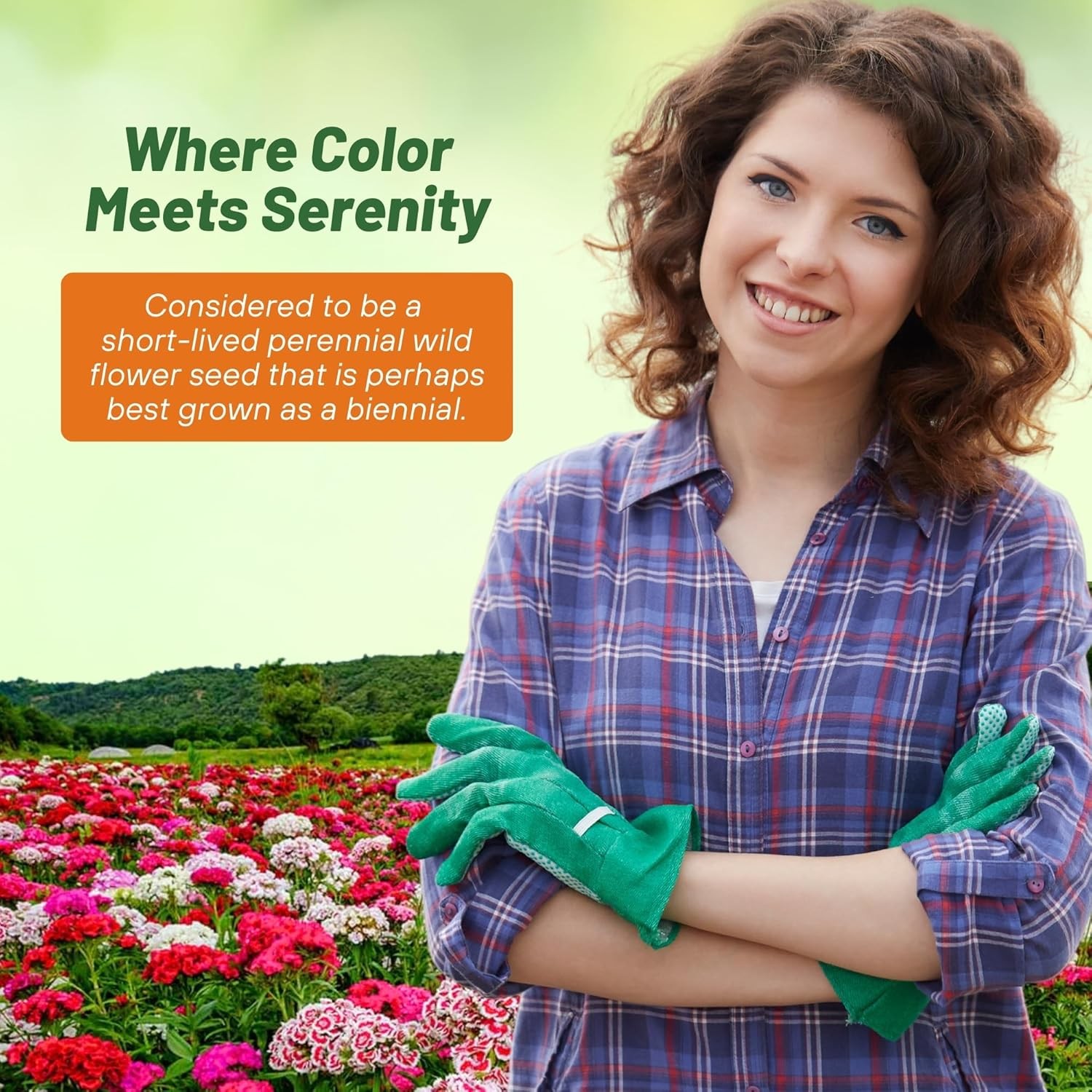 5 LBS Dianthus Sweet William Seed Mix For Planting | Xeriscape Landscaping