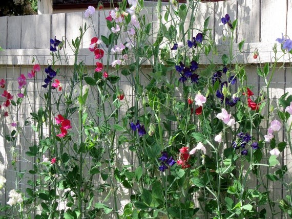 Royal Mix Sweet Pea Seeds | Fragrant Red Pink Rose Garden Vine Flower Seed 2024