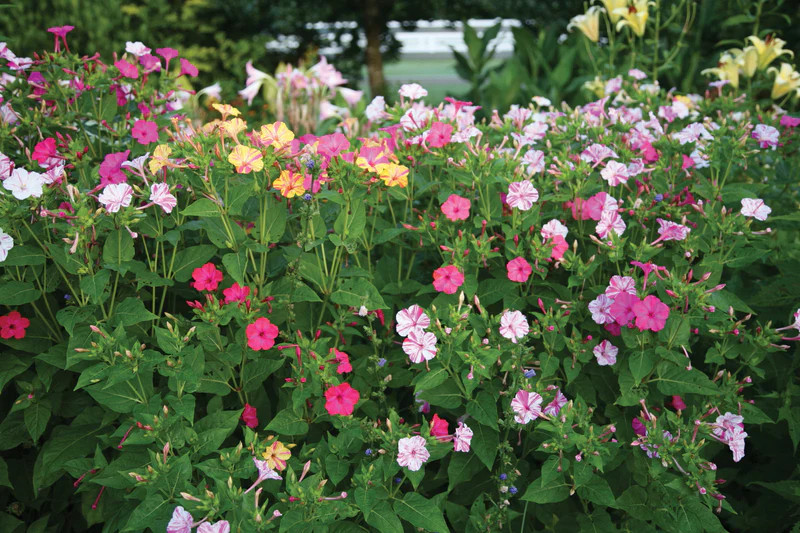 Marvel of Peru Four O Clock Seeds | Color Changing Rainbow Mix Flower Seed 2025