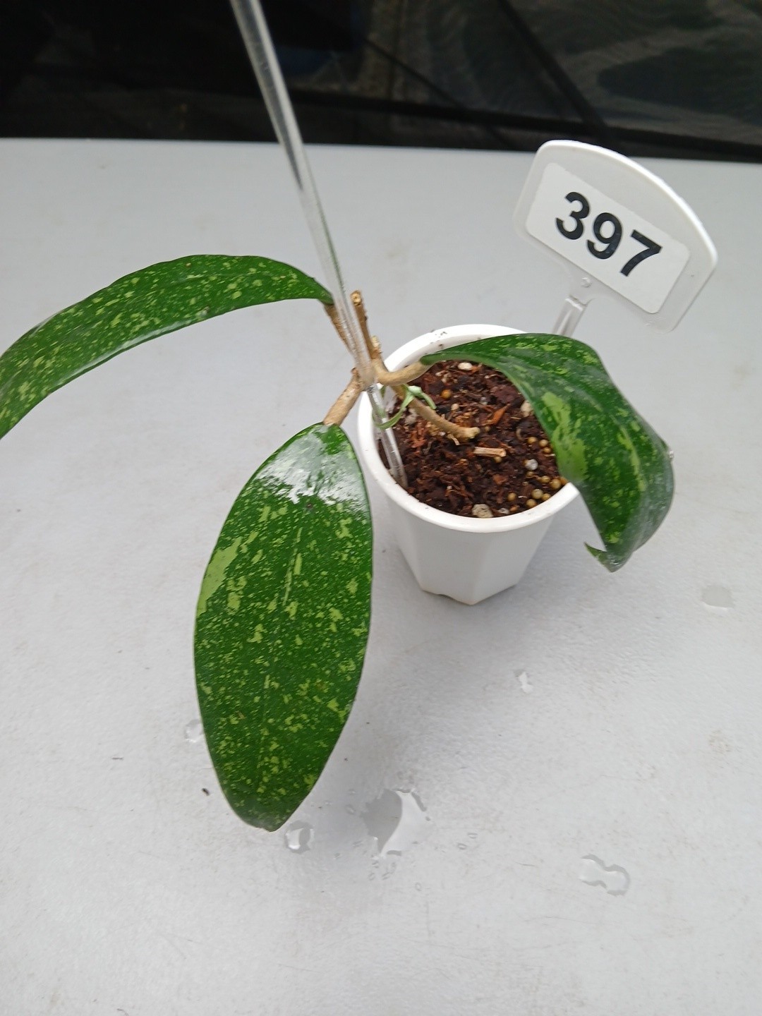 #397- HOYA VIETNAM SPLASH LIVE PLANT, LARGE LEAF,