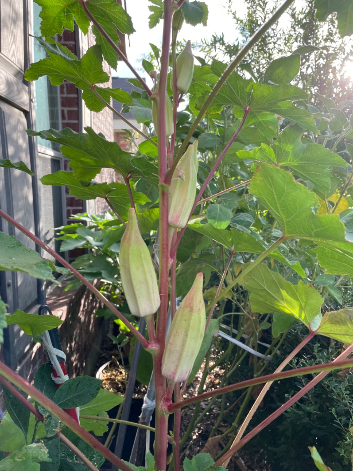 40+ Alabama Red Okra Seeds Heirloom NON-GMO