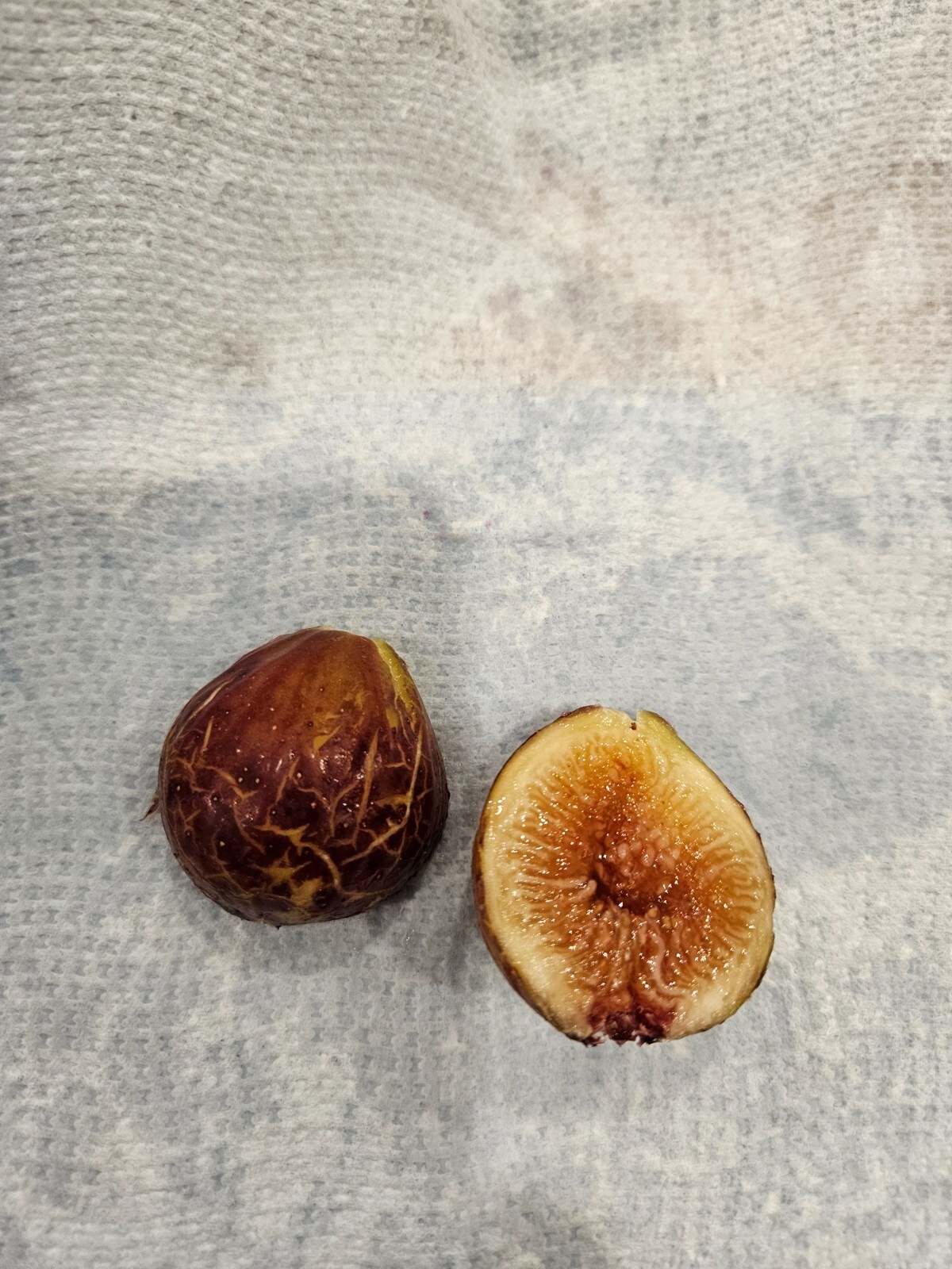 Smith Fig – 2 Cuttings – PLUS WILLOW WATER FOR ROOTING!! – Free Shipping