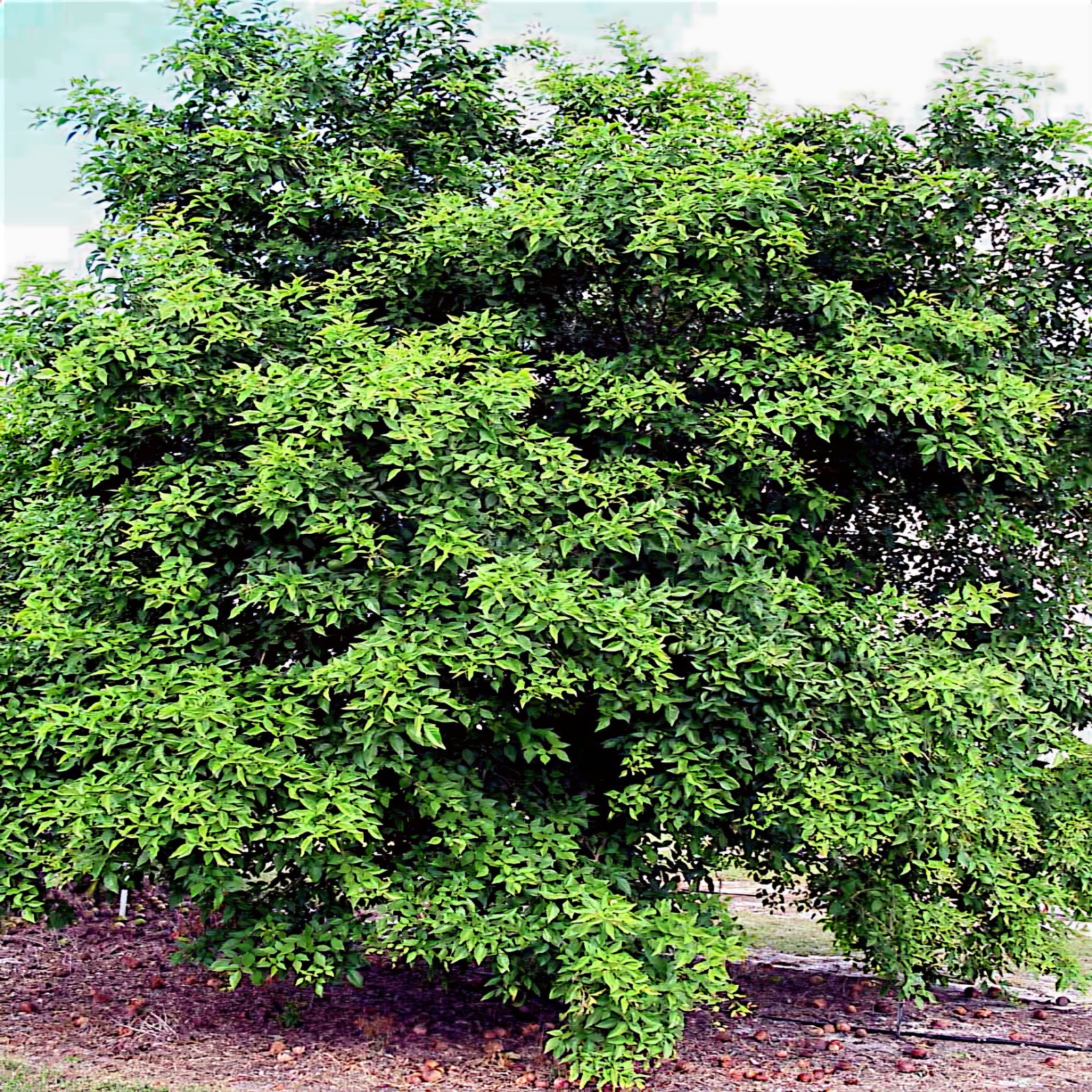 10 Bael Fruit Tree Seeds (Aegle marmelos) Bengal Quince Stone Apple Plant RARE!