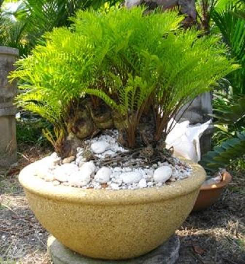ZAMIA FLORIDANA coontie palm florida native cycad tree palms plant seed 10 seeds