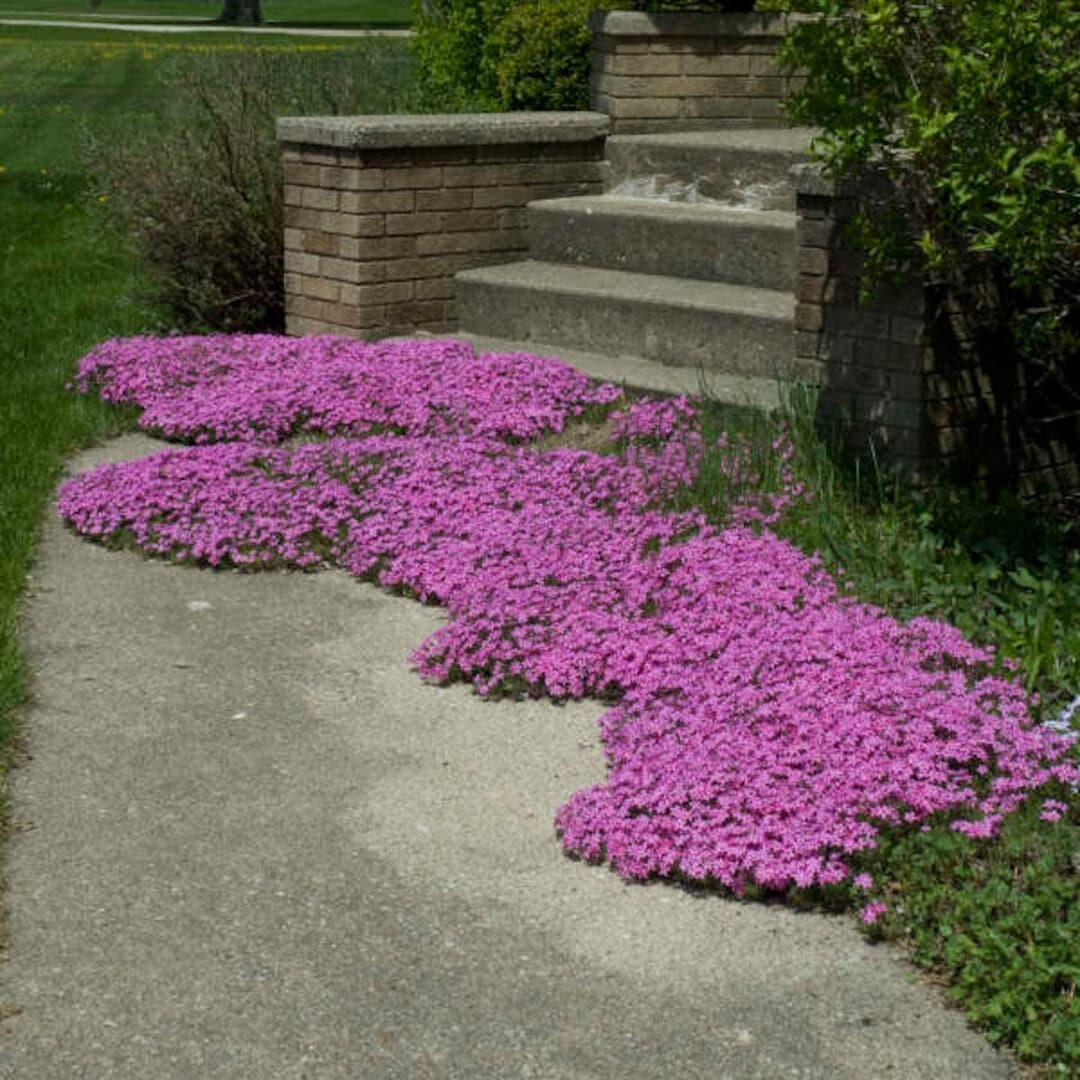 Creeping Phlox Perennial Subulata Moss Phlox Bare Root Live Plant Outdoor Garden
